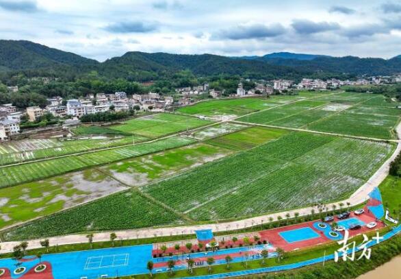 南龍村“產業村長”鐘春曉：一田三收新“稻”路|產業村長上崗 鄉村振興有方①